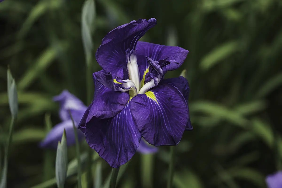 🌸 카모 붓꽃정원 (카모 쇼부엔) 이미지 8